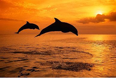 如果收购失败 微软需给动视暴雪支付20-30亿美元费用