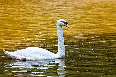 《战双帕弥什》宣布将联动《鬼泣5》 上线时间待定